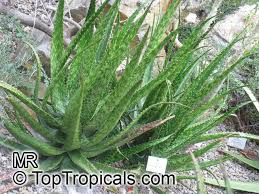 Image result for Aloe macrosiphon