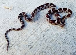 Black And White Corn Snake For Sale Miami Phase Corn Snake For Sale Pantherophis Guttata In 2020 Corn Snake Snakes For Sale Corn Snakes For Sale
