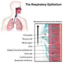 Mucus Wikipedia