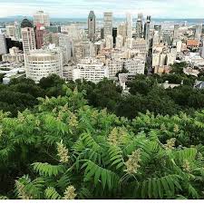 Planning A Trip To Montreal And Looking For The Best Montreal Photography Spots Here Are My Picks For The Mo Photo Spots Montreal Travel Instagrammable Places