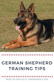 7 German Shepherd Training Tips Effective Strategies German Shepherd Training Dog Training Obedience German Shepherd Dogs