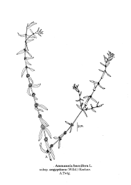 Image result for Ammannia aegyptiaca