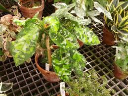 Aglaonema Pictum Tricolor Camouflage Plant Care Plantophiles Plants Plant Care Indoor Plants