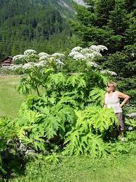 Le grandi infiorescenze, ombelle (possono raggiungere i 50 cm di diametro), sono di color bianco e appaiono, nel secondo o nel terzo anno, fra giugno e settembre. Scheda Ipfi Acta Plantarum Heracleum Mantegazzianum
