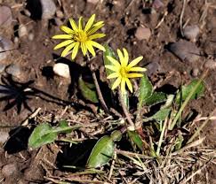 Image result for Haplocarpha