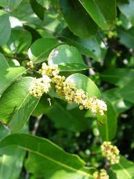 Image result for Ventilago