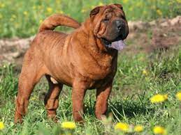 De zu chinese taipei bestehen zwar keine diplomatischen oder politischen beziehungen, doch werden in den bereichen wirtschaft, handel, wissenschaft und. Shar Pei Wikipedia