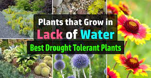 12 drought tolerant flowers and plants that'll add color to your garden. 40 Best Drought Tolerant Plants That Grow In Lack Of Water