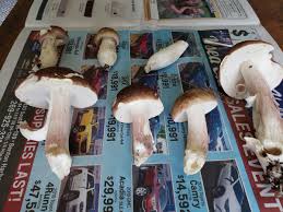 Image result for Boletus separans