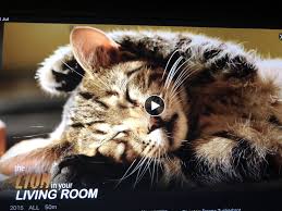 The nature of things the lion in your living room 2015. The Nature Of Things The Lion In Your Living Room Tv Episode 2015 Imdb