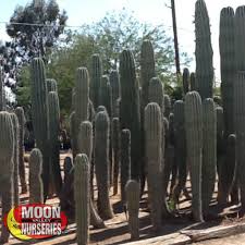 The cost will really depend on the size and where it's purchased from. Saguaro Cacti Agave And More Moon Valley Nurseries