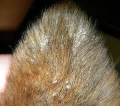 Image result for scabies dogs detail