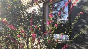Sagen sie uns ihre meinung zu sinn oder unsinn von laubbläsern. Ein Schweizer Garten Fruhlingserwachen Youtube