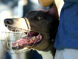 ~ po box 891, woodinville, wa 98072 ~ 877.468.7681 www. Wa To Scrap Muzzles For Pet Greyhounds The Canberra Times Canberra Act