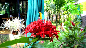 The Taste of Goa Festival at Edward's Yard, Goa Velha.