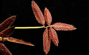 Image result for Pycreus fibrillosus