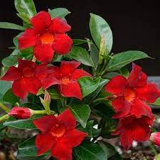 Mandevilla Crimson Red Shrub Red Shrubs Flowering Vines Fast Growing Trees