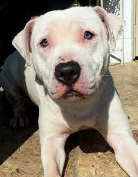 The american staffordshire terrier is a bundle of muscles in an agile package. Dog For Adoption Savannah An American Staffordshire Terrier Pit Bull Terrier Mix In Brooklyn Ny Petfinder