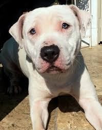 Work again and again to. Dog For Adoption Savannah An American Staffordshire Terrier Pit Bull Terrier Mix In Brooklyn Ny Petfinder