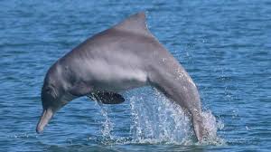 We did not find results for: Momen Magis Yang Sering Terlewat Mata Manusia Ribuan Lumba Lumba Lompat Lewati Permukaan Laut Tribun Kaltim