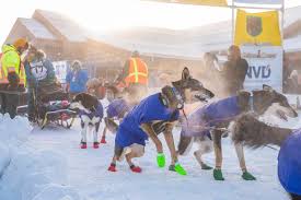 Final Necropsy Report Confirms Dog Died Of Aspiration Pneumonia During The 2019 Yukon Quest Yukon News