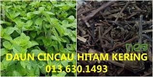 Check spelling or type a new query. Cincau Daun Kering Ekstrak Cincau Hitam