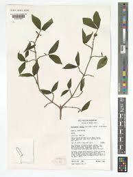 Image result for Rytigynia bridsoniae