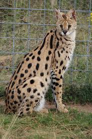 Cat guides for exotic cats include keeping them as pets, history, descriptions, and cat care. Do Serval Cats Make Good House Pets Bc Spca