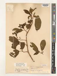 Image result for Discopodium penninervium