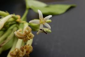 Image result for Strychnos mellodora