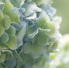 Colors Of The Sea Hydrangea Colors Beautiful Hydrangeas Hydrangea Flower