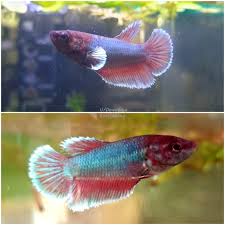17.07.2014 · can female bettas live in a community tank? This Is Sia She Was Hiding In The Far Corner Of A Female Betta Community Tank With A Tattered Right Fin And Missing Ventrals I Caved When Shopkeeper Said I Could Have