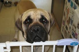 Includes pet care clinic reviews, maps & directions to pet care clinic in kuna and more from yahoo us local get information, directions, products pet care clinic 366 e avalon st kuna id 83634. Kuna Pet Clinic Online