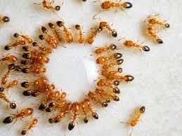 Ahuyentar hormigas, hormiguicidas… las hormigas producen los siguientes males en plantas o dentro de casa entran en las despensas, etc. Tienes Una Plaga De Hormigas En Casa Y No Sabes Como Acabar Con Ella Decoracion