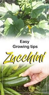 How To Grow Zucchini In Containers Growing Zucchini Plant Zucchini Plants Growing Zucchini Plants