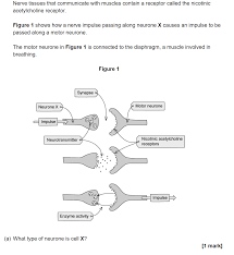 Here are all the aqa past question papers and mark schemes, sorted by subjects that we have available for download. The Human Nervous System Aqa Gcse Biology Questions Answers