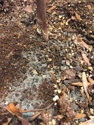 Check spelling or type a new query. What S This Green Stuff On My Soil Gardening Landscaping Stack Exchange