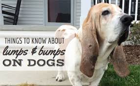 Finding out that your dog has cancer is something that every pet owner fears. What Do Lumps On Dogs Mean Caninejournal Com