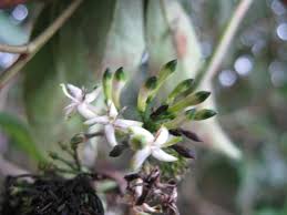 Image result for Pavetta revoluta