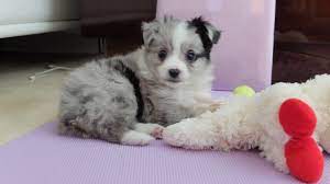 We have been breeding toy mini australian shepherds for 20+ years. Circle K Farms Teacup Tiny Toys Toys And Miniature Australian Shepherds