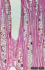 Image result for Pycnanthus