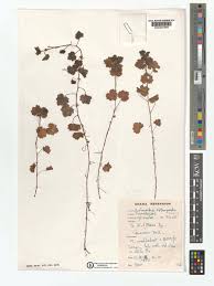 Image result for Ardisiandra wettsteinii