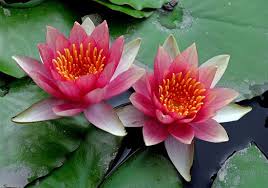 Para buddha dan bodhisattva seringkali ditunjukkan sedang duduk atau berdiri di atas bunga. 800 Ide Teratai Water Lily Lotus Di 2021 Bunga Teratai Bunga Teratai