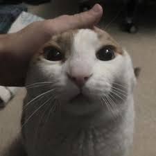 Maybe you would like to learn more about one of these? Me Petting My Cat Template Cropped Me Petting My Cat Before The Nuclear Blast Know Your Meme