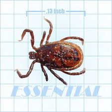 It covers all insects that can be defined as doorway many questions we receive regarding our pest control services boil down to: Brown Dog Tick Pest Id Slide Pests Brown Dog Tick Bed Bug Control