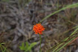 Image result for Hypericophyllum