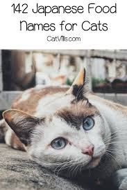 The list of cute cat names can help you find the purrfect name for your new cat or kitten. 142 Japanese Food Names For Cats Japanese Food Names Cute Cat Names Cats