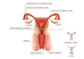 Image result for female sex organ