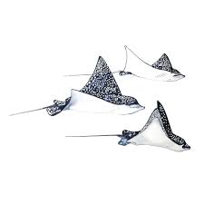 However, the latest iucn evaluation occurred in 2006, which is before the fish was assigned to three separate. Mailed With Love On Instagram New Spotted Eagle Rays Commission Original Watercolour Artwork Going Out Today Eagle Ray Watercolor Artwork Spotted Eagle Ray
