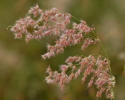 Image result for Melinis repens